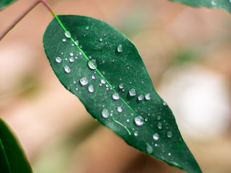 Chapter 5 – The Path of Renunciation of&nbsp;Action