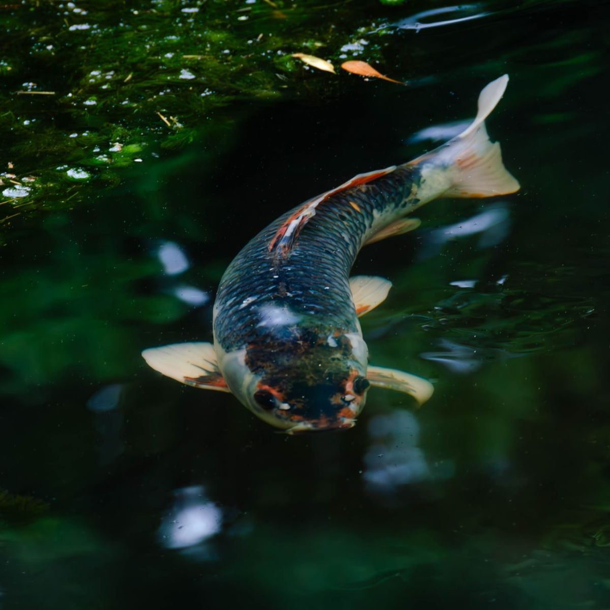 Chapter 20 – Matsya, the Lord’s Fish&nbsp;Incarnation